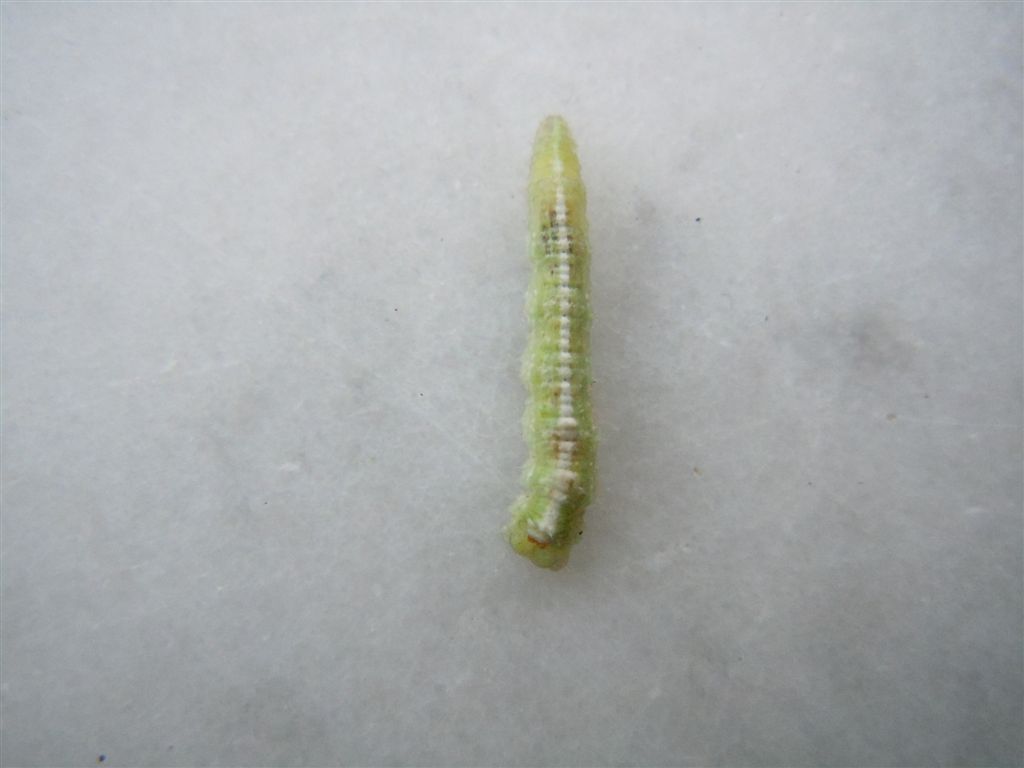 Larva di Syrphidae